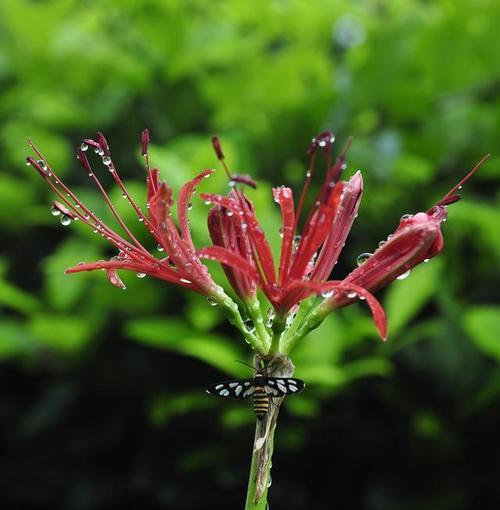 彼岸花花期长短不一，你知道多久吗（探秘彼岸花的开放时间）