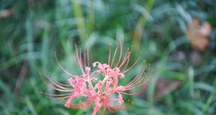 一年中的彼岸花开放时节（了解彼岸花的开花季节与特征）