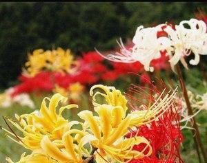 一年中的彼岸花开放时节（了解彼岸花的开花季节与特征）