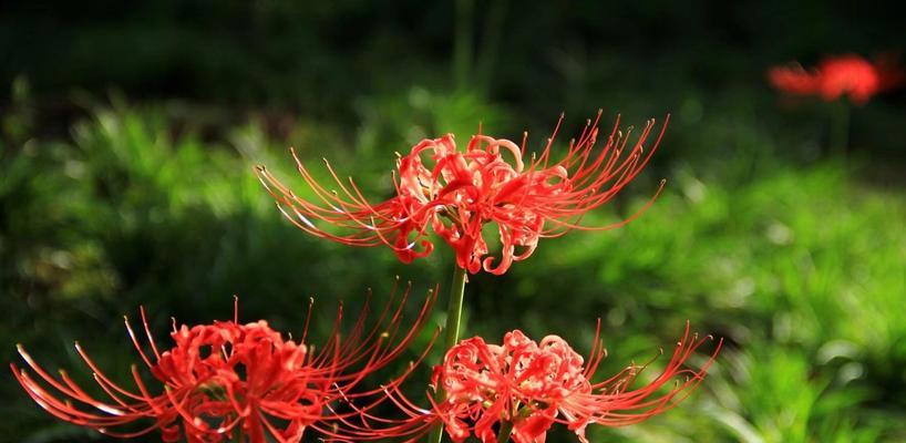 一年中的彼岸花开放时节（了解彼岸花的开花季节与特征）