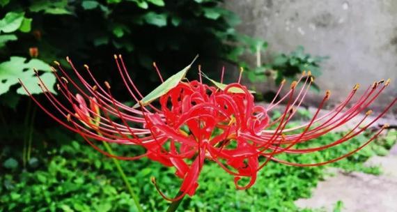 室内种植彼岸花的方法与技巧（欣赏美丽的彼岸花）