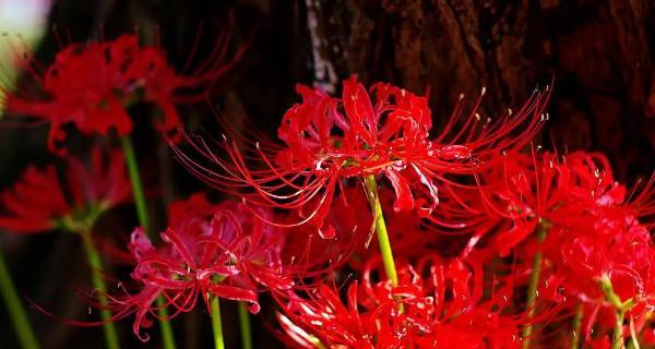 打造盛开彼岸花的完美土壤（彼岸花配土方法与种植技巧）