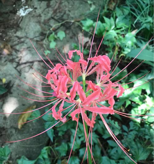探秘彼岸花开放期（一朵花的短暂而灿烂的人生）