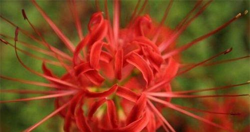 探秘彼岸花开放期（一朵花的短暂而灿烂的人生）