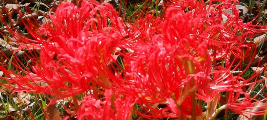 百合花开在几月（探秘彼岸花生长环境）