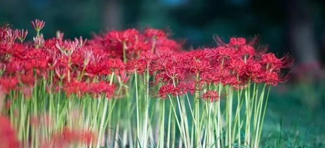 彼岸花开放季节及观赏技巧（了解彼岸花开放时间）
