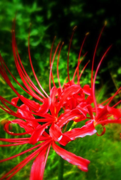 彼岸花开放季节及观赏技巧（了解彼岸花开放时间）