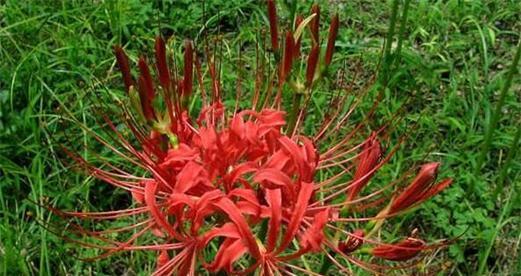 彼岸花开放季节及观赏技巧（了解彼岸花开放时间）
