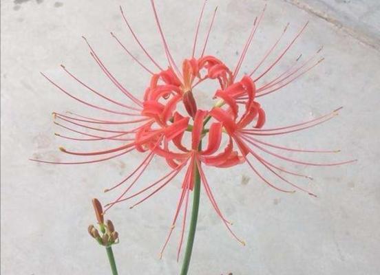 如何正确移栽彼岸花（掌握移栽技巧）
