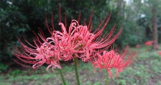 如何正确移栽彼岸花（掌握移栽技巧）