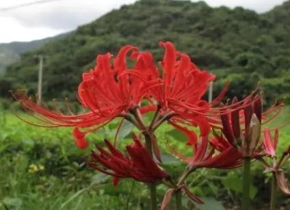 探究彼岸花的生长环境及特点（认识彼岸花的生长条件与特性）