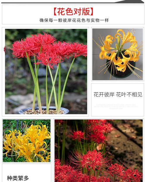 探究彼岸花的生长环境及特点（认识彼岸花的生长条件与特性）