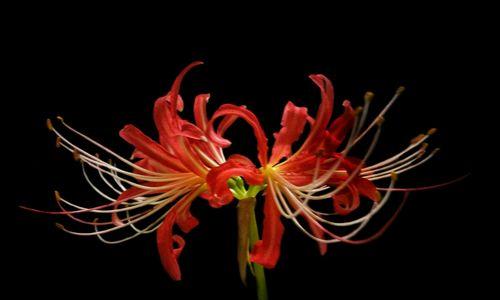 探究彼岸花的生长环境及特点（认识彼岸花的生长条件与特性）
