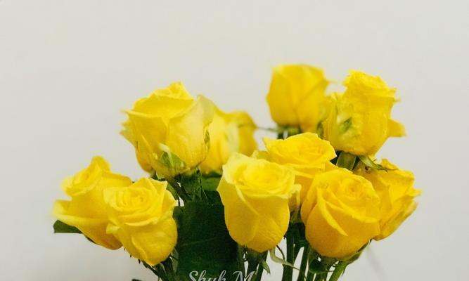 浪漫花语（用花语诉说爱情）