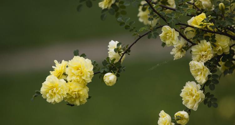 黄玫瑰的花语与象征意义（探寻黄玫瑰背后的情感和意义）