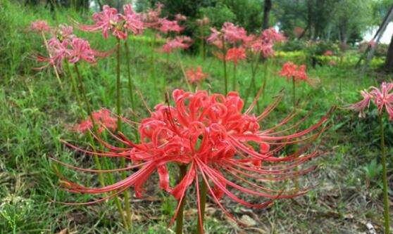 谨防有毒！彼岸花叶子真的有毒吗（揭秘彼岸花叶子是否含有毒素）