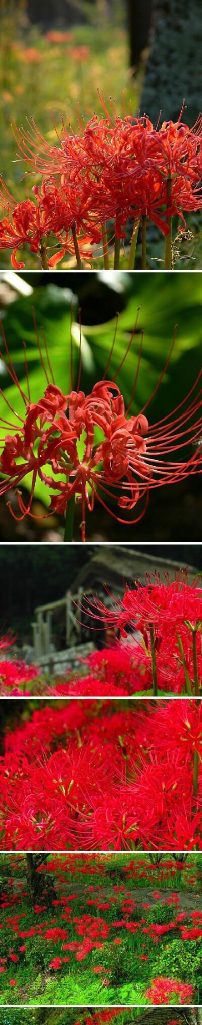 探究彼岸花的开花频率（揭秘彼岸花开花规律）