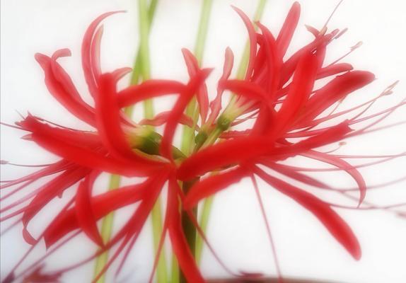 探究彼岸花的开花频率（揭秘彼岸花开花规律）