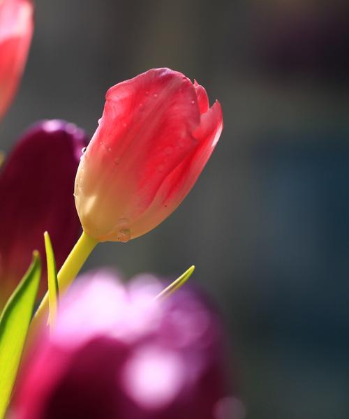 黄色郁金香花语的深意（探索黄色郁金香花语的美丽之谜）