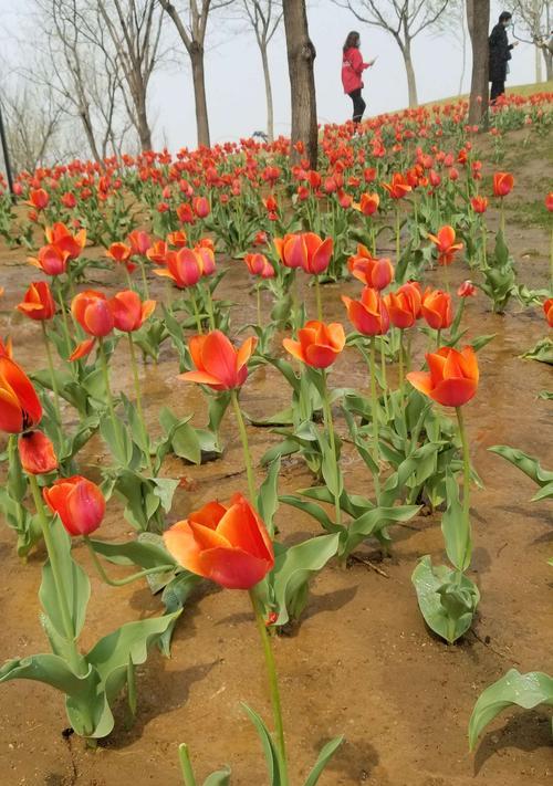 黄色郁金香花语的深意（探索黄色郁金香花语的美丽之谜）