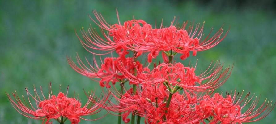 探寻彼岸花的花语之谜（解析彼岸花的颜色与含义）