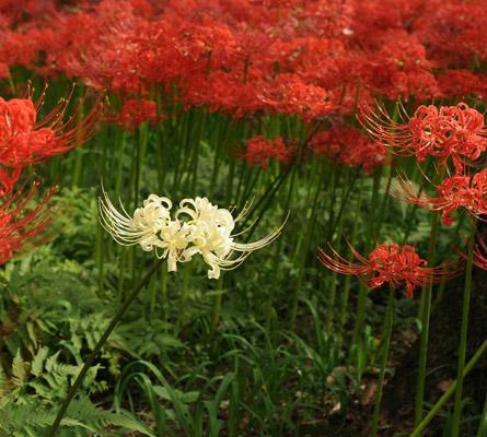 探寻彼岸花的花语之谜（解析彼岸花的颜色与含义）