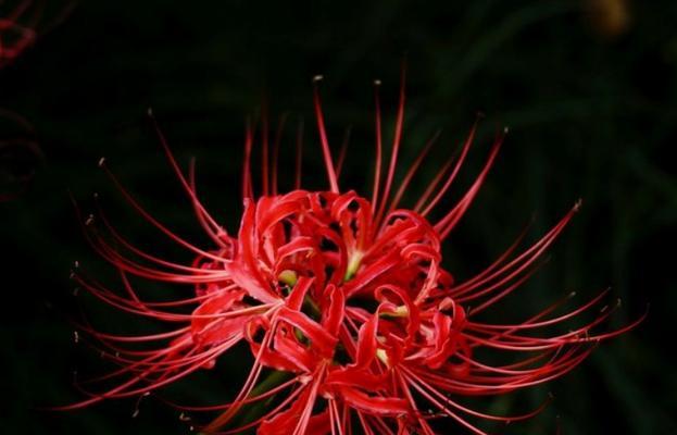 探秘彼岸花的丰富多彩色彩（彼岸花的多彩世界）