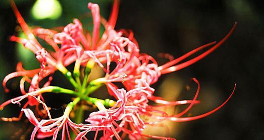 探秘彼岸花的丰富多彩色彩（彼岸花的多彩世界）