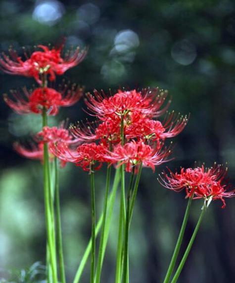 探秘彼岸花的香气（一朵花香传千年）