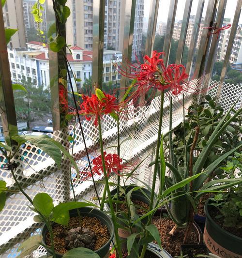 探寻彼岸花的种子之谜（了解彼岸花是否有种子及种子的特点）