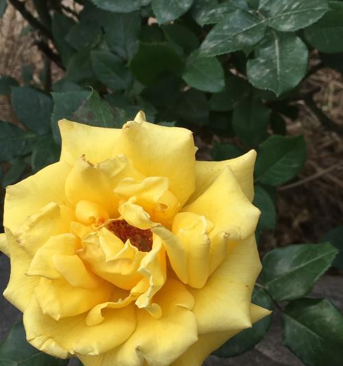 黄月季花语（表达快乐与友谊的黄月季）