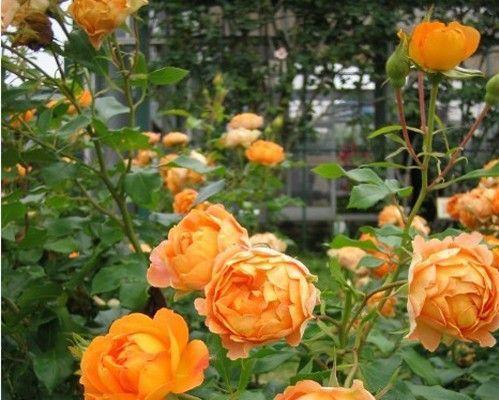 黄月季花寓意的美丽与哲理（探寻黄月季花的内涵与象征意义）
