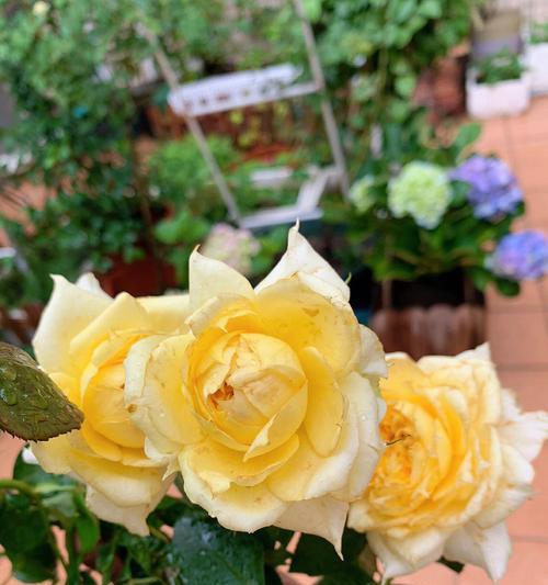 黄月季花寓意的美丽与哲理（探寻黄月季花的内涵与象征意义）