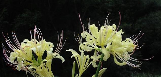 追寻彼岸花的足迹（探访这朵神秘的鲜花在哪里生长）