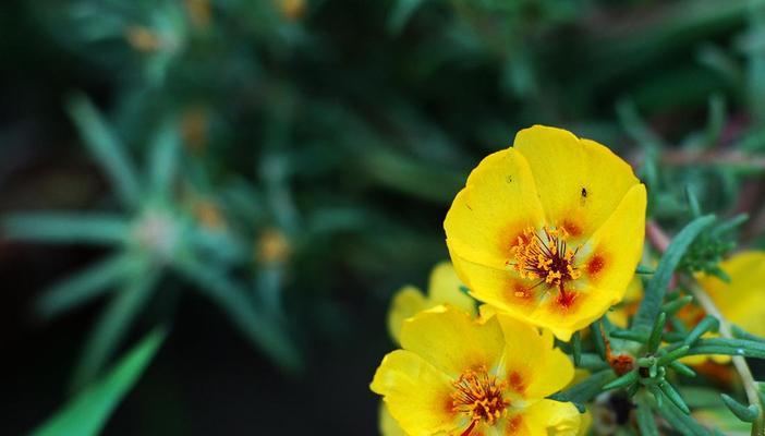 火花兰花语的奇妙含义（探索火花兰花语的背后故事与象征意义）