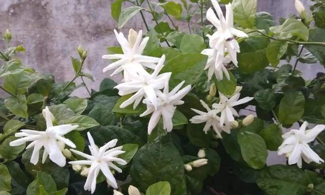 笔尖茉莉的花期与开花次数（了解笔尖茉莉开花的秘密）