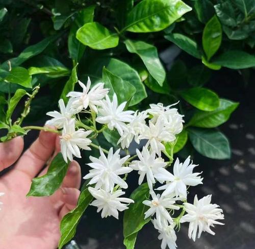 笔尖茉莉的花期与开花次数（了解笔尖茉莉开花的秘密）