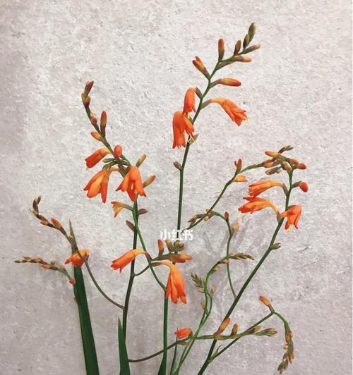 火焰兰的花语与文化背景（探秘火焰兰的花语和历史渊源）