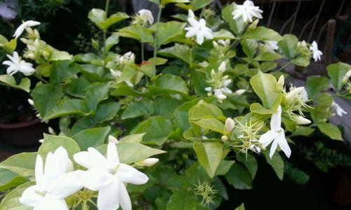如何用正确的土壤养护笔尖茉莉（土壤的选择与养护技巧）