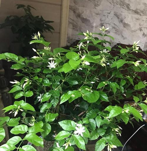 如何用正确的土壤养护笔尖茉莉（土壤的选择与养护技巧）