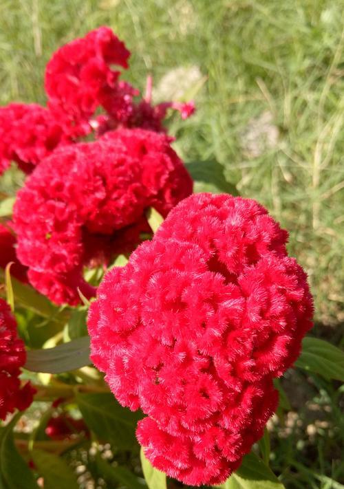 红色鸡冠花花语（揭开红色鸡冠花花语的世界）