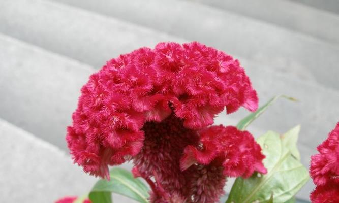 鸡冠花花语的深刻寓意（探索鸡冠花所象征的丰富内涵）