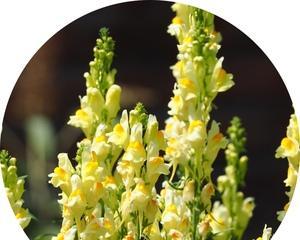 姬金鱼草的花语及寓意（探索姬金鱼草的花语）