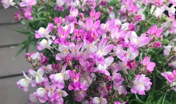 以姬金鱼草的花语寓意（探寻姬金鱼草的花语与意义）