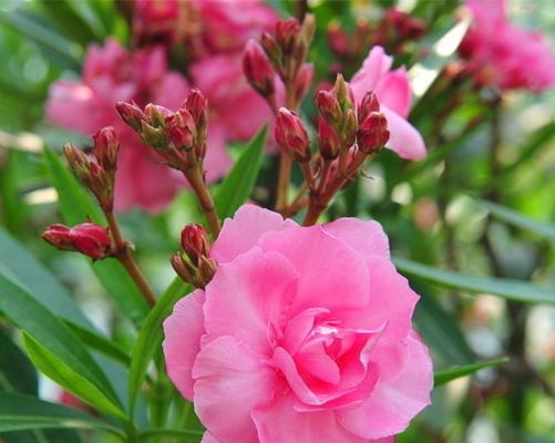 夹竹桃的花语与传说（花开寓意美好生活）
