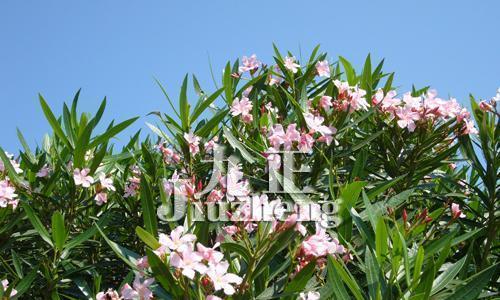 夹竹桃花语（探寻夹竹桃花语的深意）