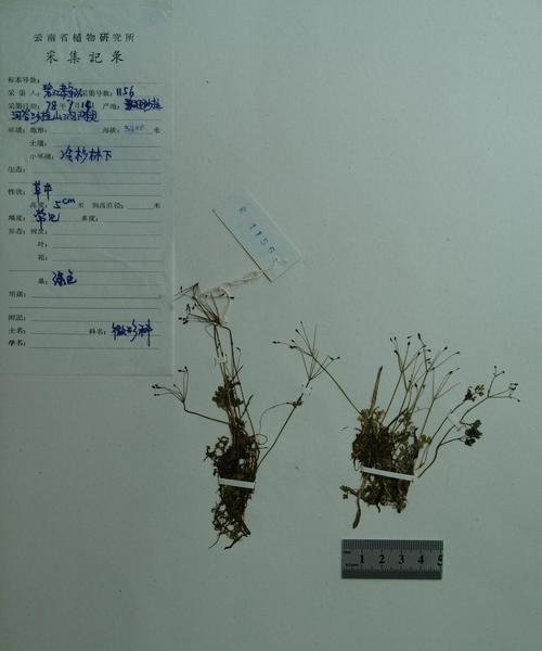 碧翠丝的生长习性与特点（探究碧翠丝是藤本还是灌木）