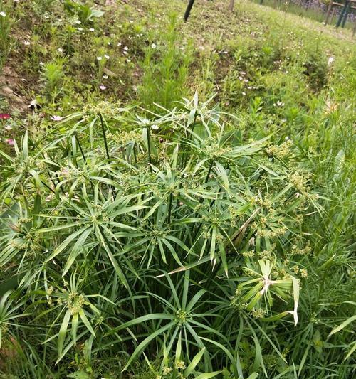 碧冬茄的浇水方法（多久浇一次水）