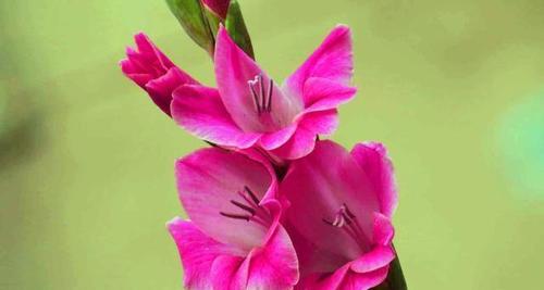 剑兰花（探寻剑兰的花语和寓意）