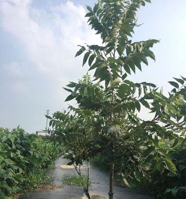 碧根果树几年结果实，了解一下（生长周期）